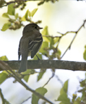 Flycatcher 1171